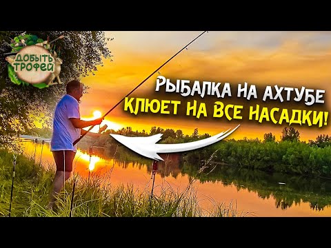 Видео: РЫБАЛКА НА АХТУБЕ Лето 2022! САЗАН, СУДАК, КАРАСЬ, ЩУКА, ЯЗЬ, ЗАБАН и др.