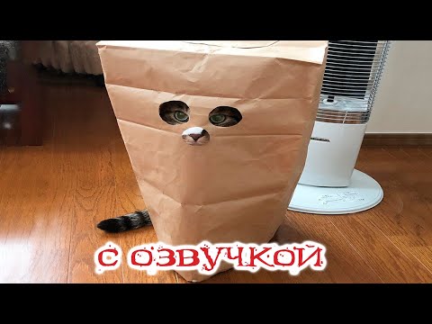 Видео: Приколы с котами с озвучкой! Смешные коты и Самые смешные животные! ТЕСТ НА ПСИХИКУ!