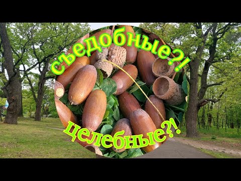 Видео: ДУБ и ЖЕЛУДИ - интересные факты