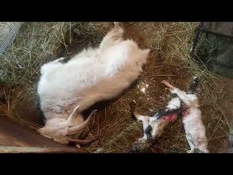 Видео: За что нам это всё 😭😭😭😭😭😭😭 окот козы.