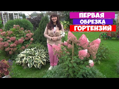 Видео: Как обрезать МОЛОДУЮ ГОРТЕНЗИЮ? Первая обрезка метельчатой, древовидной и крупнолистной гортензии!