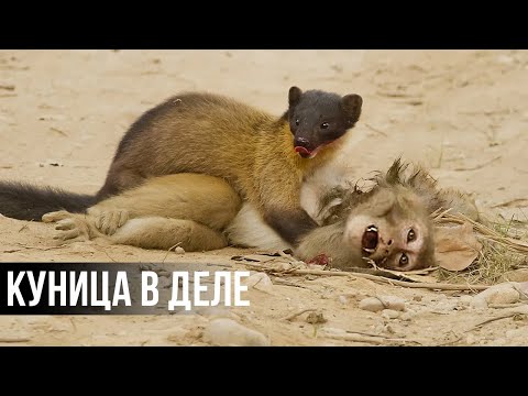Видео: 12 Брутальных моментов, когда КУНИЦА атакует и пожирает все что движется
