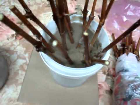 Видео: Как и когда заготавливать черенки винограда