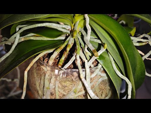 Видео: Обработай Этим Орхидеи ОСЕНЬЮ и Корни Попрут ЩЁТКОЙ