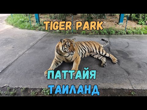 Видео: Tiger Park. Паттайя. Таиланд | Tiger Park. Pattaya. Thailand