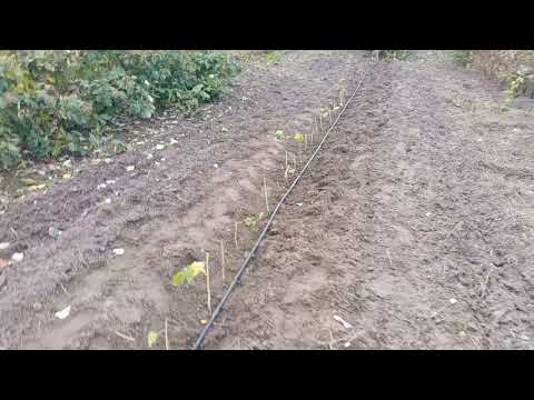 Видео: Малина. Осіння обробка від хруща. Вносимо Антихрущ через крапельний полив.