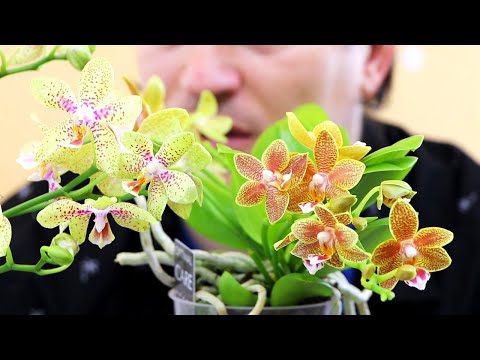 Видео: Все ГОНЯЮТСЯ ЗА ЭТИМИ ОРХИДЕЯМИ!  2 ОЧЕНЬ красивых и АРОМАТНЫХ ОРХИДЕЙКИ