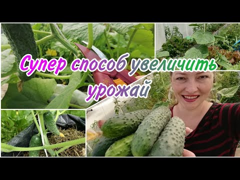 Видео: ТАК УВЕЛИЧИВАЮ УРОЖАЙ ОГУРЦОВ | НЕ РЕЖЬТЕ ЛИСТЬЯ ПОКА НЕ ПОСМОТРИТЕ ВИДЕО