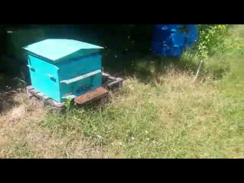 Видео: Облет молодых пчел 6 июля.