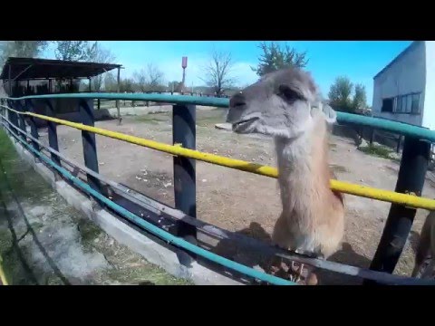 Видео: Шымкентский зоопарк 2016