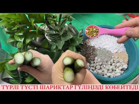 Видео: ДОЛЛАР(зензи) 🪴1 ТӘСІЛМЕН ОТРОСТИК АЛАМЫЗ☘️ЕҢ ТИІМДІ КӨБЕЙТУ ЖОЛЫ🔥#доллар #plants #замиокулькас