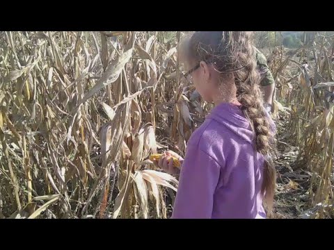 Видео: Справились,🌽💪,нічна зміна🎃🥱