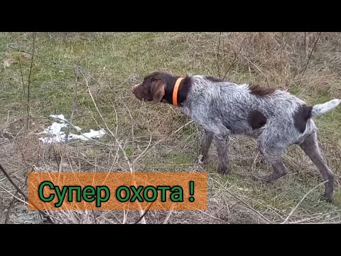 Видео: Охота на зайца 9.01.2022. Зайца много, встаёт далеко .