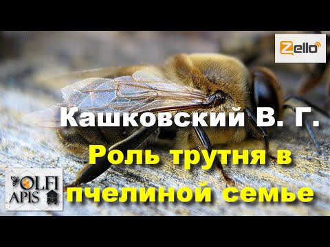 Видео: #Кашковский В. Г. #Роль_трутня в пчелиной семье .