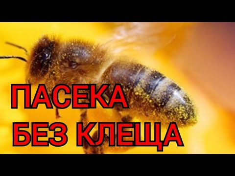 Видео: ВАРРОАТОЗ ВЕСНОЙ , ВЕЧНЫЙ ИСПАРИТЕЛЬ, сублиматор В РАБОТЕ.