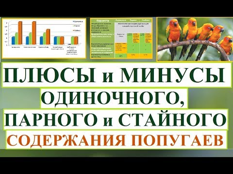 Видео: Плюсы и минусы одиночного, парного или стайного содержания попугаев