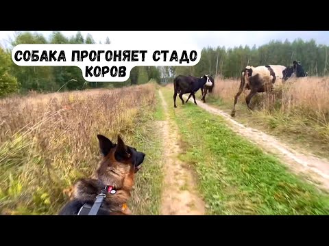 Видео: СОБАКА ПРОГОНЯЕТ КОРОВ?! [влог] - конец недели влогов, вернулись из деревни