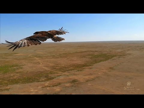 Видео: Черные земли. Царство хищников. (измененная версия)