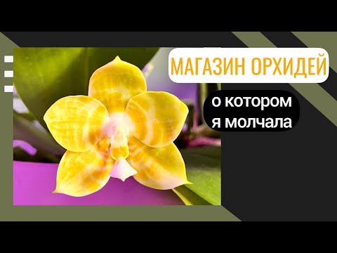 Видео: Сортовые орхидеи | Новая поставка