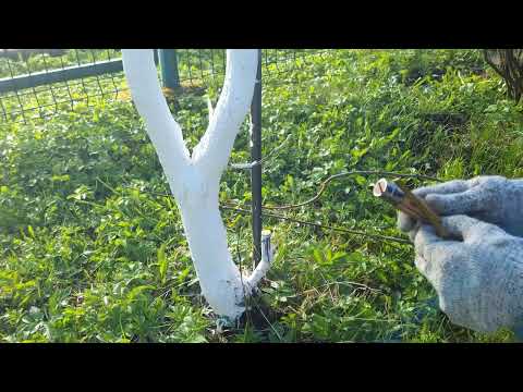 Видео: Абрикос для севера, секрет в подвое!