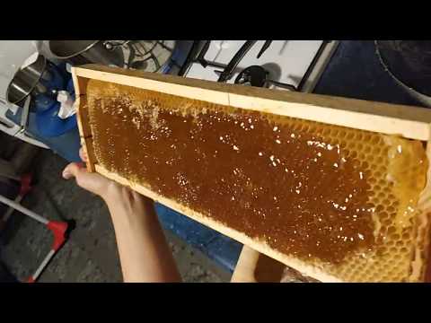 Видео: Качаем мёд! Медогонка, забрус и т.д.