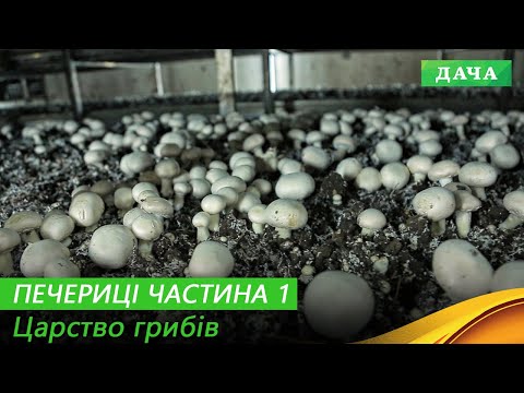 Видео: Етапи Вирощування ПЕЧЕРИЦЬ. Основні Проблеми та Поради. Частина 1.