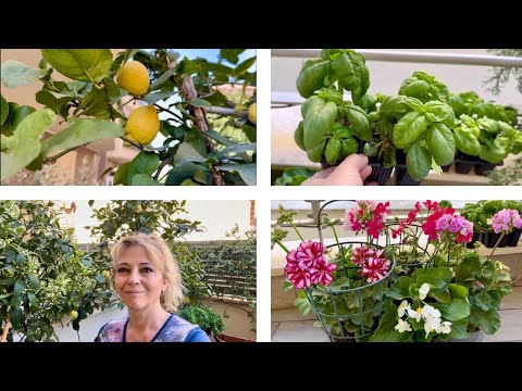 Видео: Пролетни грижи за растенията на балкона