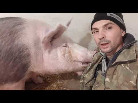 Видео: С С.А//Свиноматка перед опоросом за пару дней ,состояние//Общение и осмотр Рябушки перед опоросом//