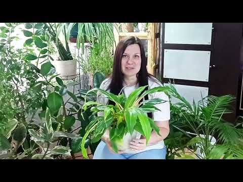 Видео: Комнатные растения из " Пятерочки". Мой обзор. А вы покупаете цветы в сетевых магазинах?