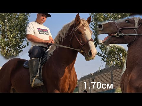 Видео: НООКАТ ЦЕНТРДЕН  1.70  ЧОҢ  Атабек Балбандан Сатууга Чыкты 