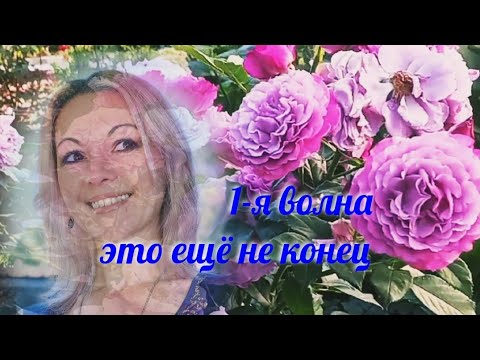 Видео: Vlog-173 О сортах роз под конец цветения 1й волны