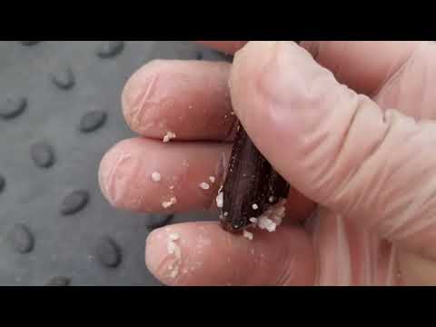 Видео: Этот укоренитель для черенка винограда ожидаемо уделал другие,ставишь виноград на укор и не паришься