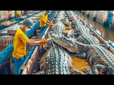 Видео: Как Американцы Борются с Крокодилами. А Фермеры Зарабатывают 30 миллионов Долларов на Крокодилах.