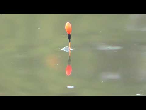 Видео: Херабуна  Ловим карпов и Осетров