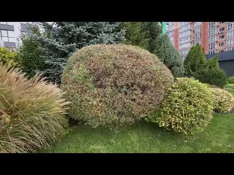 Видео: Коля показывает! Красивый газон, красивые растения. Идеи для дачи и дома!