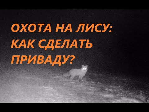 Видео: Охота на лису: делаем приваду.