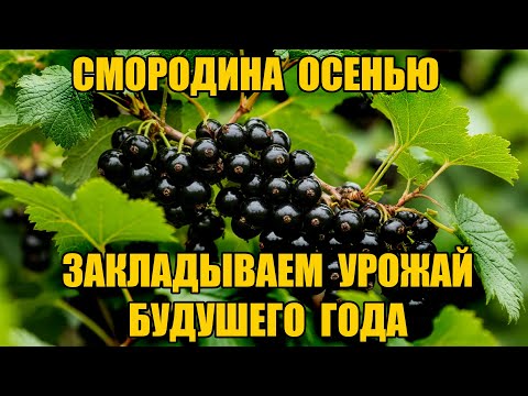 Видео: СРОЧНО сделай так ОСЕНЬЮ - сморода завалит урожаем