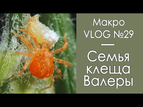 Видео: Семья клеща Валеры / МакроVLOG №29 / Микропланета