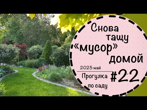 Видео: Прогулка по саду #22☘️Вечнозелёная аллея☘️Новые планы☘️Невероятная обновка☘️Обзор частного сада☘️
