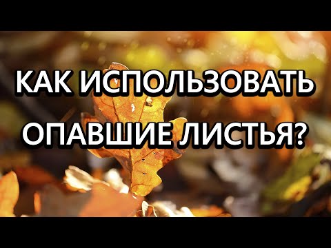 Видео: Опавшие листья станут дефицитом, когда все узнают что с ними можно делать!