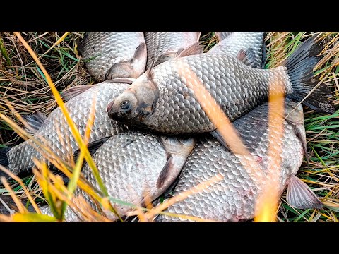 Видео: Подобрал НАЖИВКУ, и клюёт ТОЛЬКО КРУПНЯК!! Ловля КАРАСЯ в ОКТЯБРЕ на ПОПЛАВОЧНУЮ УДОЧКУ!!