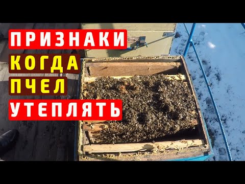 Видео: Зимовка пчел на улице. Когда утеплять пчел?