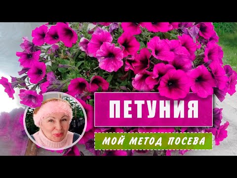 Видео: ПЕТУНИЯ Посев  моим методом