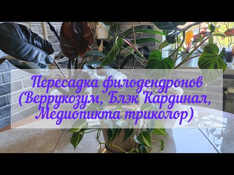Видео: Пересадка филодендронов (Веррукозум, Блэк Кардинал, Медиопикта триколор)