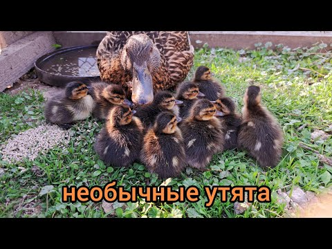 Видео: Утята широконоски (лат. Spatula clypeata) в домашних условиях. Shoveler duck. #birds #duck