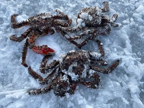 Видео: Сахалин, Охотское море - крабалка. Февраль 2023.