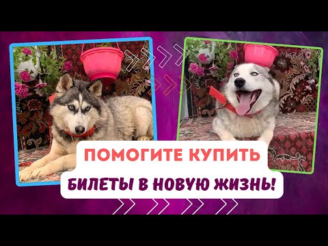 Видео: Срочно! Нужна Ваша помощь на самолёт!