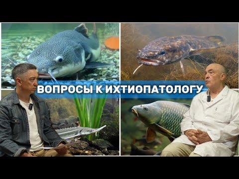 Видео: Вопросы ихтиопатологу. Отвечаем на ваши вопросы о рыбоводстве с Белковским Н.М #рыба #пруддлярыбы