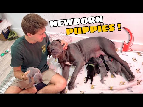 Видео: У МОЕЙ СОБАКИ НАКОНЕЦ-ТО ПОЯВИЛИСЬ ЩЕНКИ!