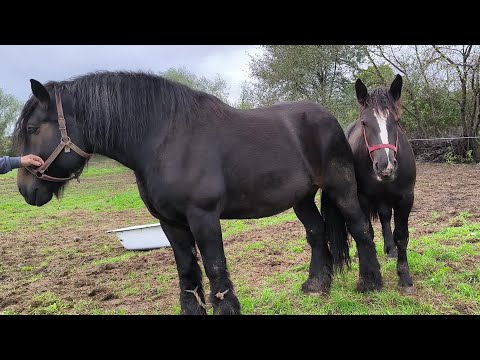 Видео: ФИСТ МОЦНА ЛОШИЧКА ПО БЕЛЬГІЙЦІ/ДВІ КОБИЛИ З ЛОШАМ НА ПРОДАЖ.